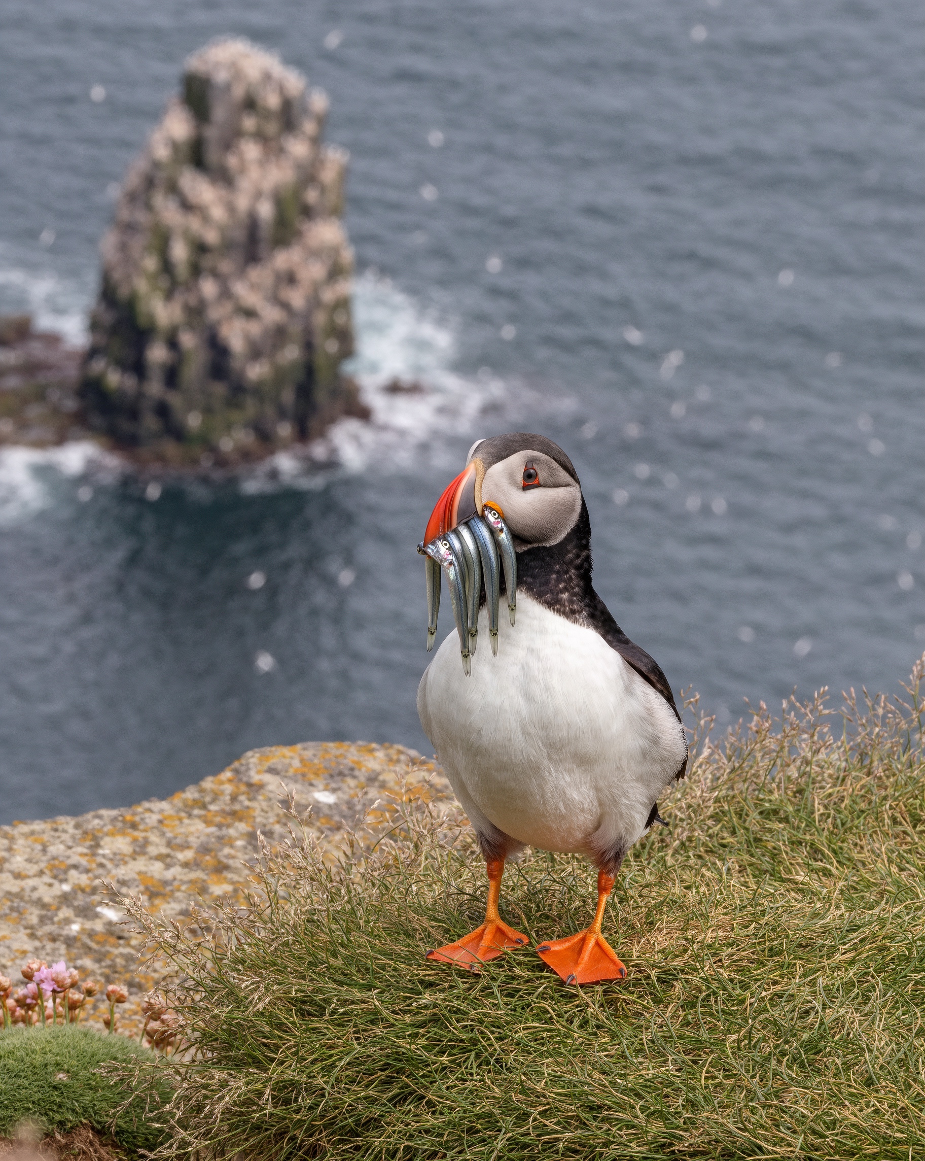 An Atlantic puffin on a grassy cliff edge holding a row of silver sand eels in its striped beak, a sea stack behind.